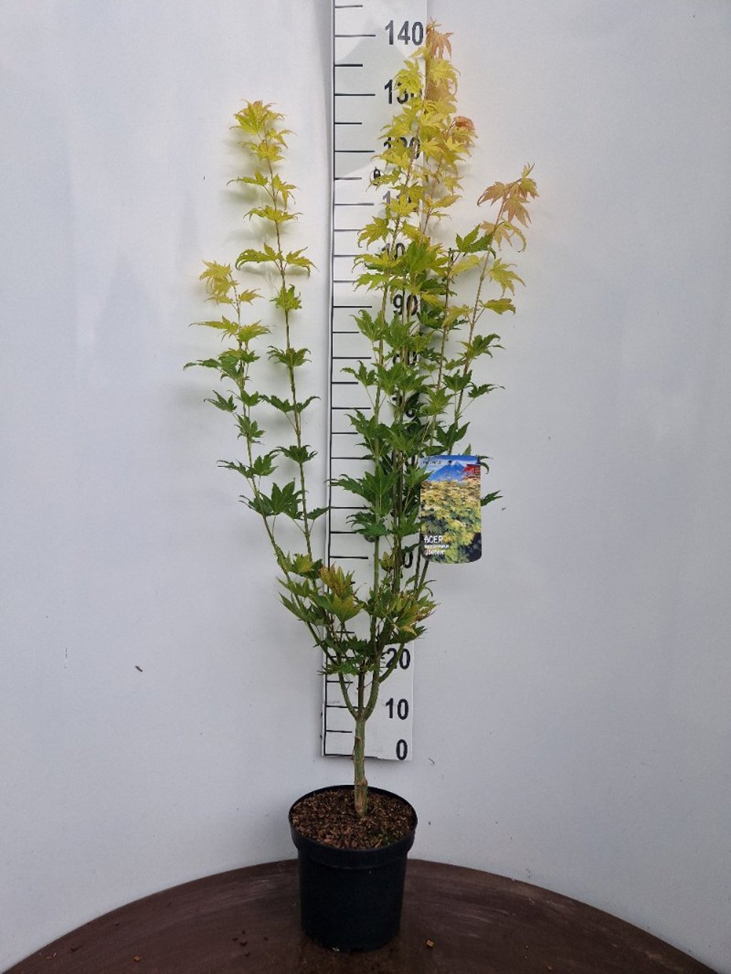 Acer shirasawanum 'Jordan' - C5 60-80 CM